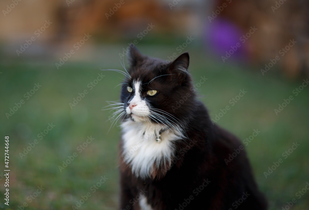 Beautiful fluffy black and white cat outdoors in the backyard Beautiful fluffy black and white cat outdoors in the backyard