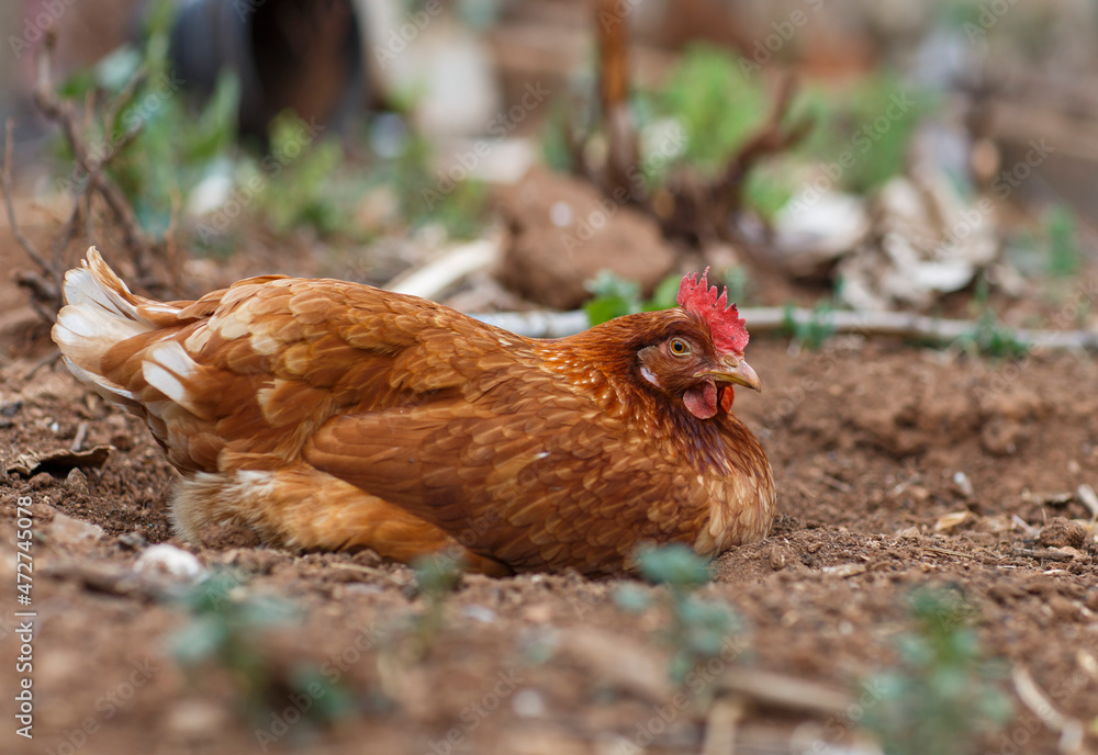 Fototapeta premium Red chicken relaxing and sleeping on the soil outdoors in Adelaide, South Australia