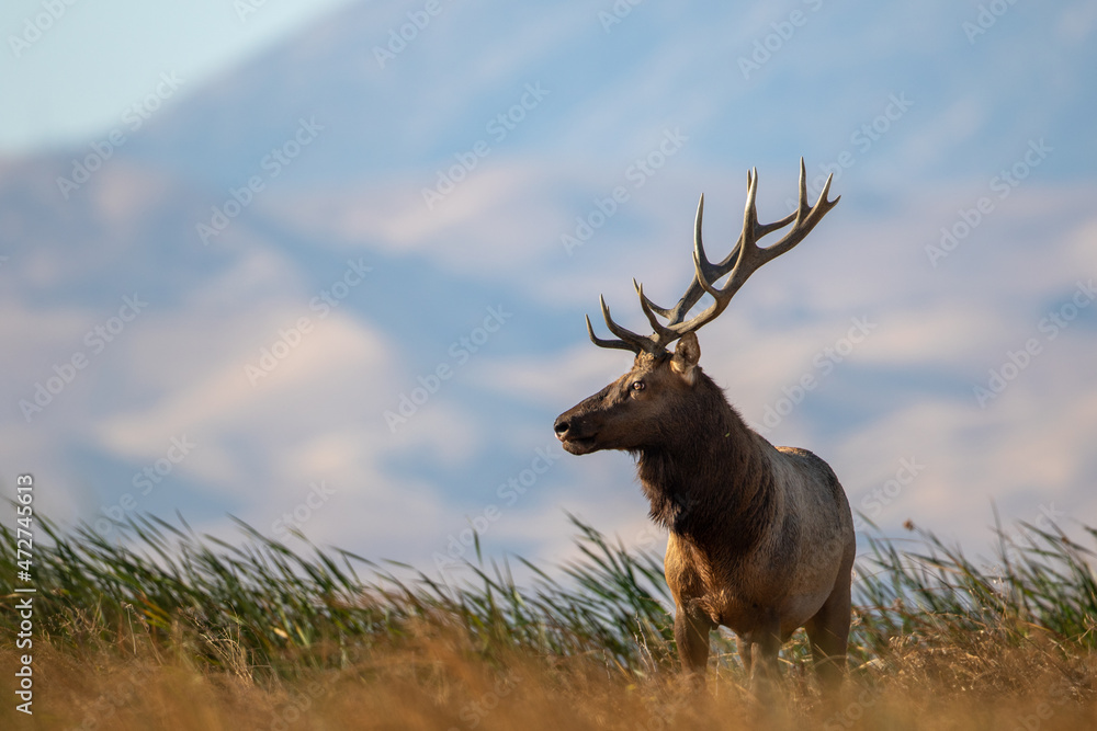 Fototapeta premium Large Bull Tule Elk roaming the marshes of Grizzly Island Wildlife Area in California