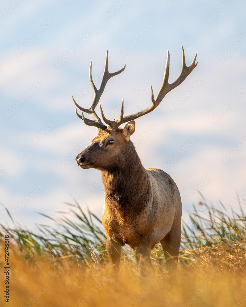 Fototapeta premium Large Bull Tule Elk roaming the marshes of Grizzly Island Wildlife Area in California