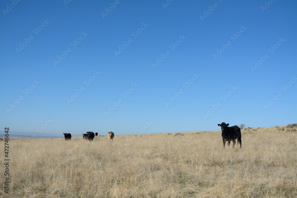 Cattle roaming in the tall dry grass of the pastures