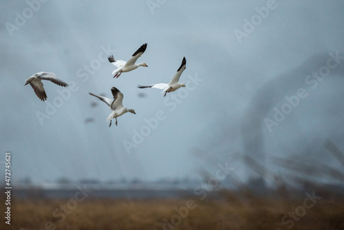 Snow geese landing in a rice field in stormy weather