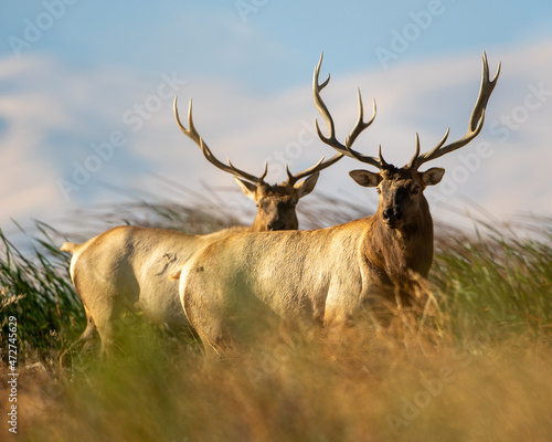two Large Bull Tule Elk roaming the marshes of Grizzly Island Wildlife Area in California photo