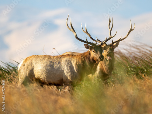 two Large Bull Tule Elk roaming the marshes of Grizzly Island Wildlife Area in California photo