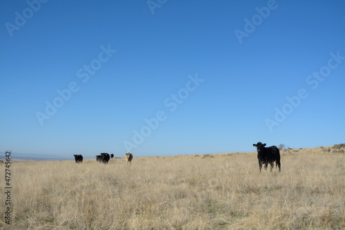 Cattle roaming in the tall dry grass of the pastures © MikeFusaro