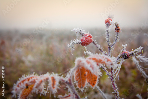 Icy frost covered a branch of rose hips with red fruits at dawn in a foggy field
