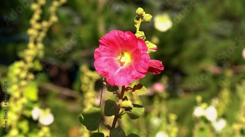 Close up shot of wild bee pollinating blooming red flower in nature during sunny day