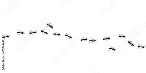 Black ants invasion. Ant trail isolated in white background. Vector illustration
