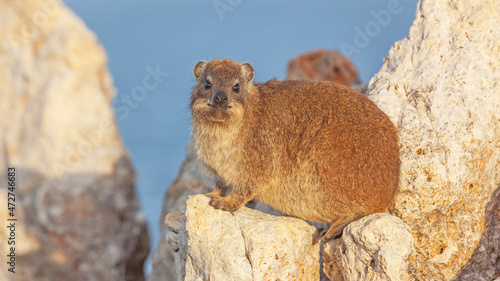 A Dassie Sunbathing on a Rock