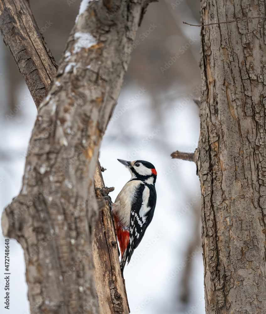 Little woodpecker sits on a tree trunk with snow in winter. The great spotted woodpecker, Dendrocopos major Little woodpecker sits on a tree trunk with snow in winter. The great spotted woodpecker, Dendrocopos major