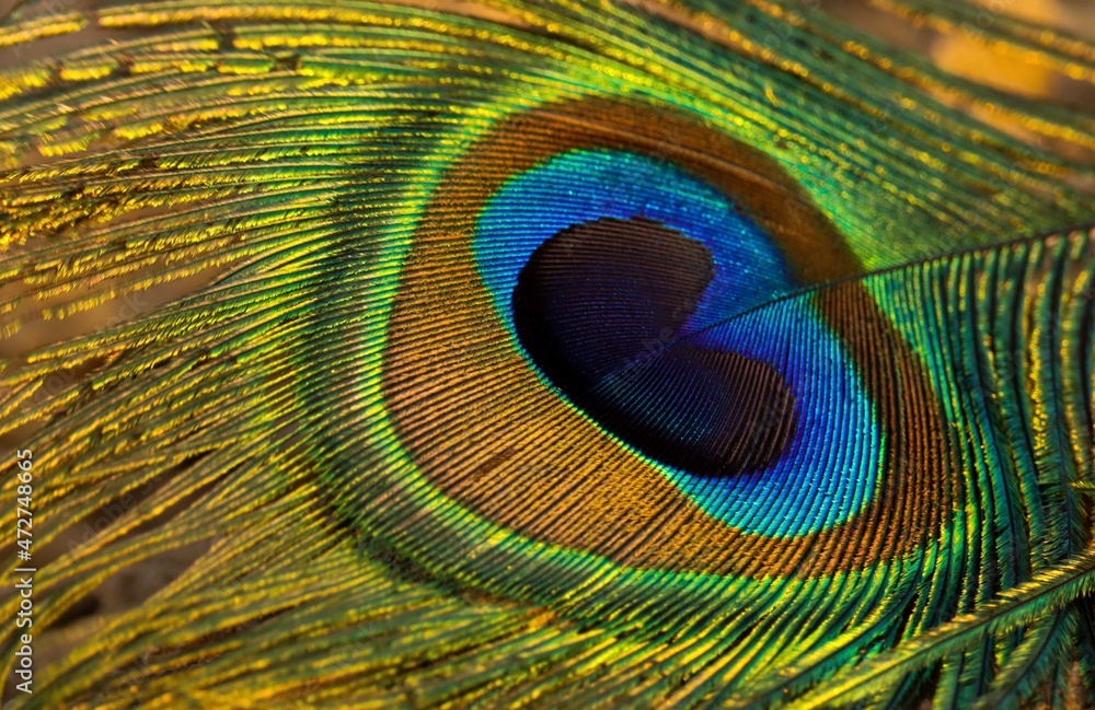 Fototapeta premium peacock feather close up. Peafowl feather background. Beautiful feather. 