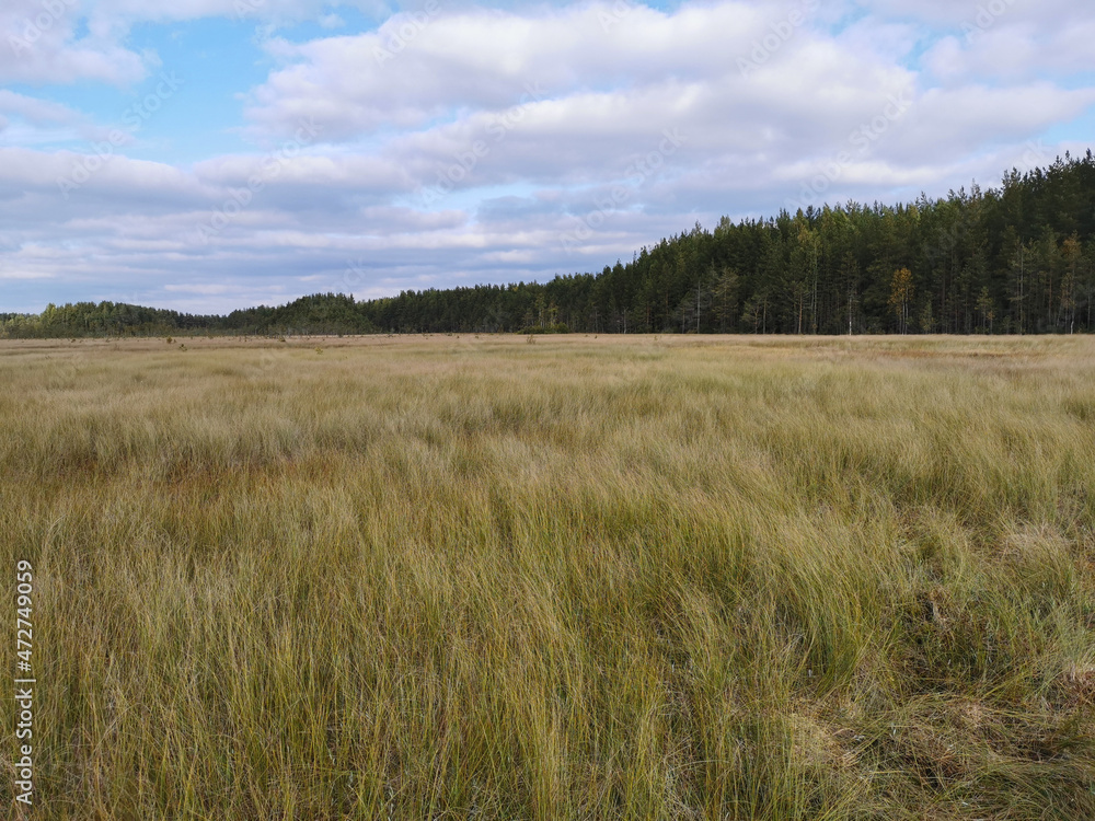 Tall, dry grass growing in a swamp, against the background of a forest and a beautiful sky with clouds.. Tall, dry grass growing in a swamp, against the background of a forest and a beautiful sky with clouds..