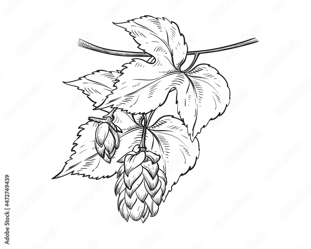 Hand drawn sketch black and white set of whole hops, branch, leaf ...