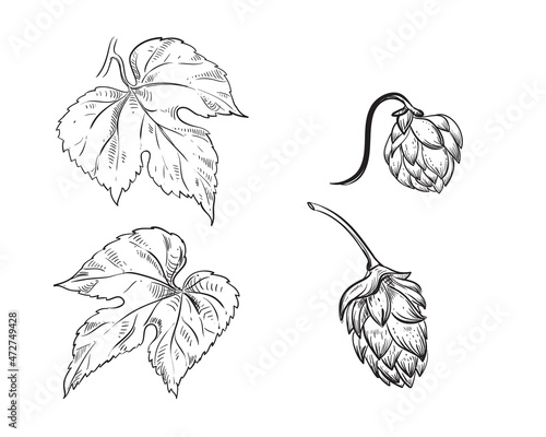 Hand drawn sketch black and white set of whole hops, branch, leaf. Vector illustration. Elements in graphic style label, card, sticker, menu, package. Engraved style illustration.