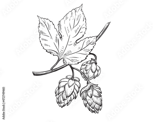 Hand drawn sketch black and white set of whole hops, branch, leaf. Vector illustration. Elements in graphic style label, card, sticker, menu, package. Engraved style illustration.