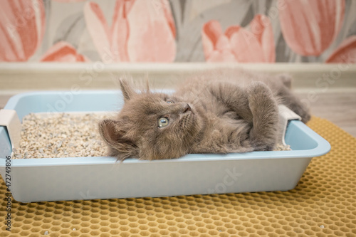 A small gray fluffy kitten lies in a blue cat tray and looks carefully up