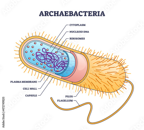Archaebacteria inner and outer anatomical bacteria structure explanation outline diagram. Labeled educational biological microorganism description with capsule, pilus and flagellum vector illustration