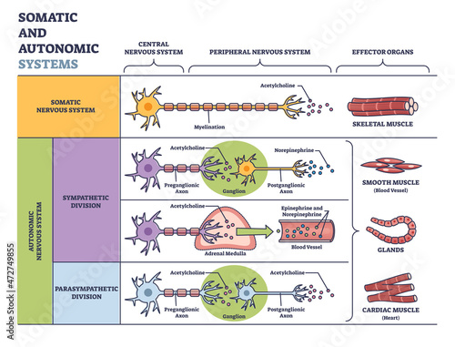 Somatic vs autonomic nervous system in detailed division outline diagram. Labeled educational sympathetic and parasympathetic scheme with body muscle examples and effector organs vector illustration.