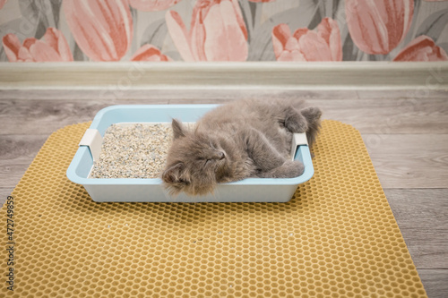 Little gray fluffy kitten sleeps in the cat litter box