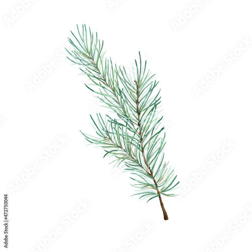 winter greenery, pine branch