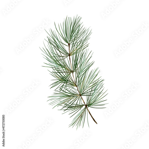 winter greenery, pine branch