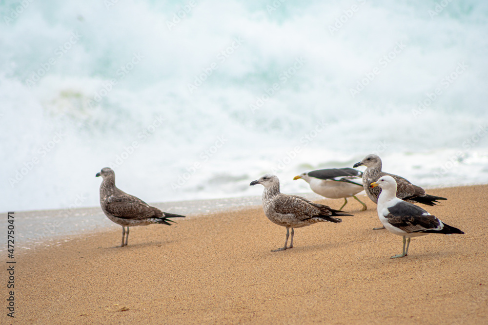 beach sand and sun and many sea birds beach sand and sun and many sea birds