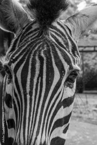 Fototapeta Naklejka Na Ścianę i Meble -  close up of zebra