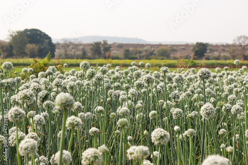 Field of Garlic Chives Flowers