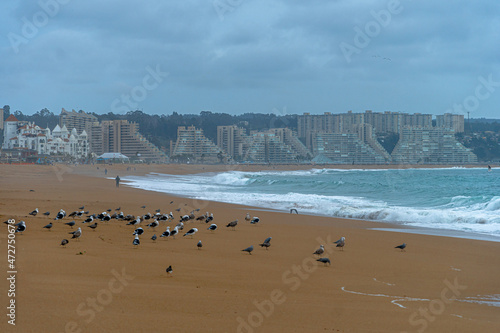 beach sand and sun and many sea birds © Diego