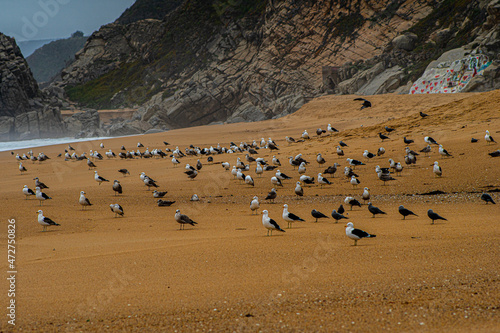 beach sand and sun and many sea birds