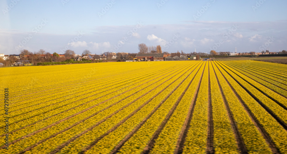 Obraz premium Europe, Netherlands. Yellow flower fields.