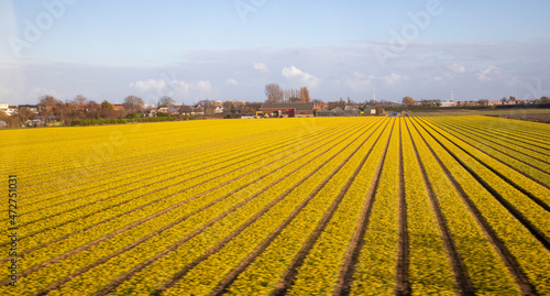 Europe  Netherlands. Yellow flower fields.