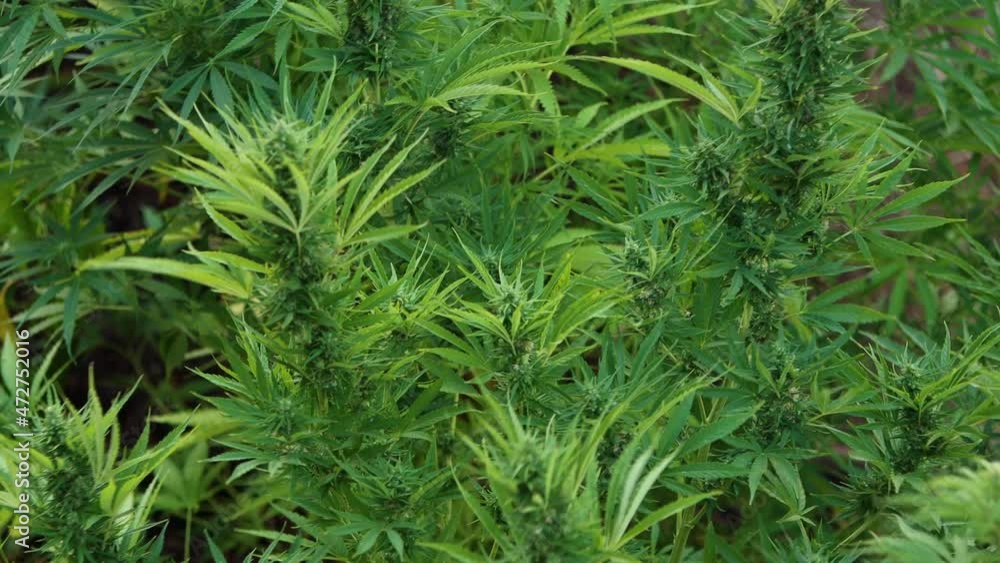 Marijuana agriculture in outdoor farms Marijuana agriculture in outdoor farms