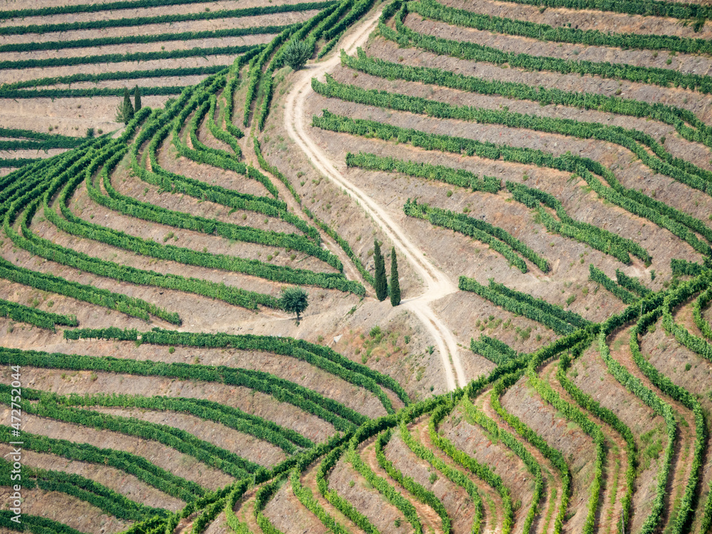 Portugal, Douro Valley. Terraced vineyards lining the hills