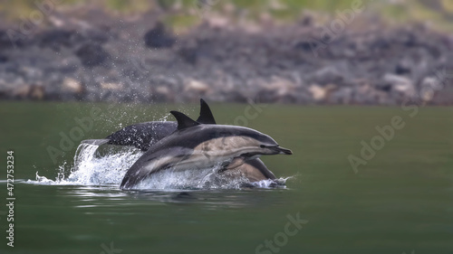 Dolphins in Scottish coastal waters