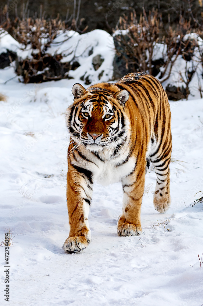 Obraz premium Tiger in snow