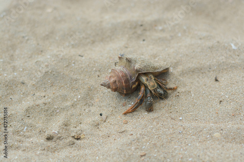 Canvas Print a carcass land hermit crab on the beach at Chanthaburi, Thailand