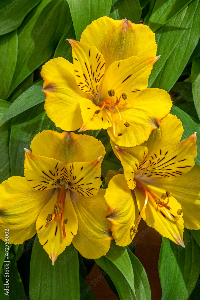 Peruvian Lily