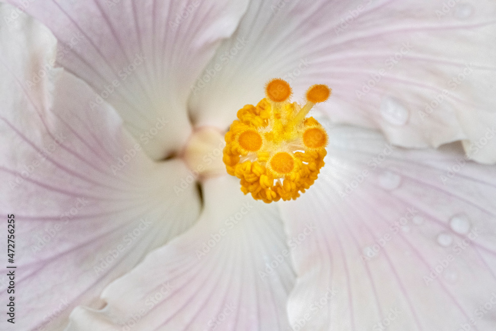 Stamen and stigma detail of Chinese Hibiscus Stamen and stigma detail of Chinese Hibiscus
