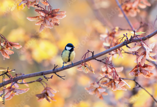 bird tit sits in an autumn park among bright foliage and seeds maple