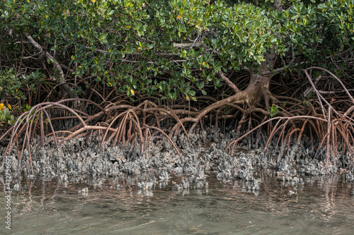 Red Mangrove trees amongst oyster beds  Indian River Lagoon  Florida