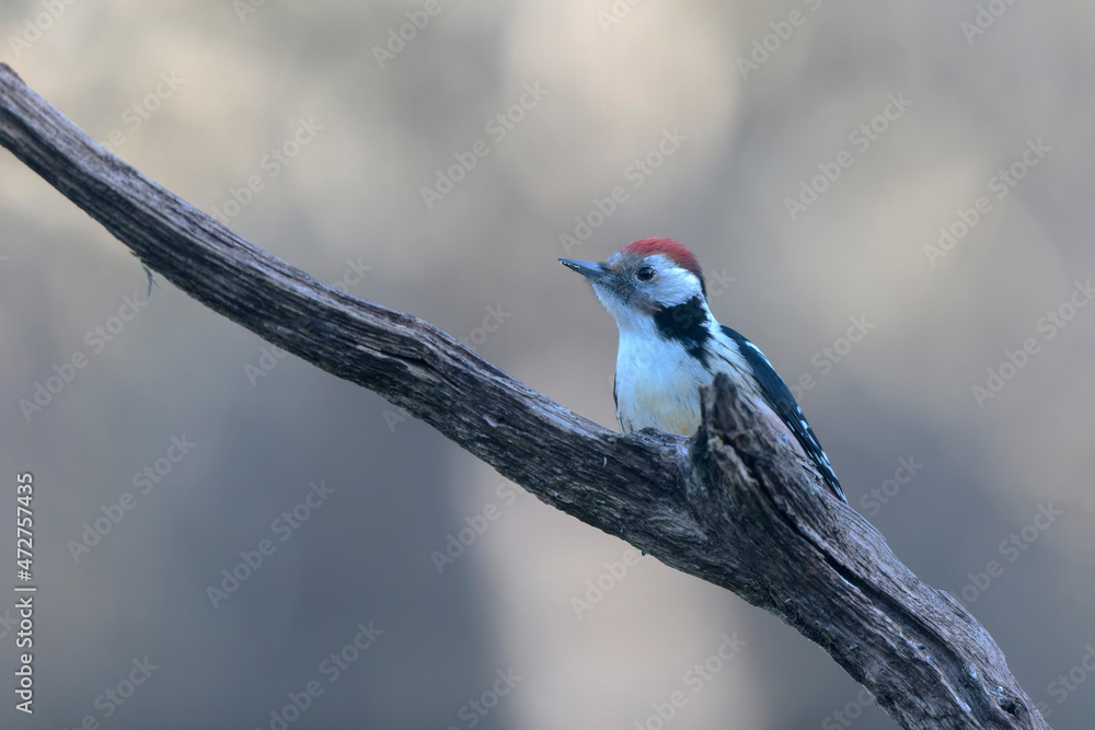 Fototapeta premium Middle spotted Woodpecker Dendrocopos medius climbing on dead trunk