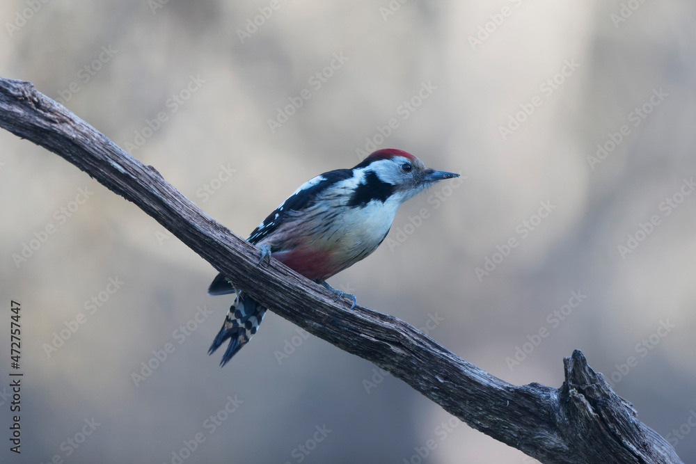 Middle spotted Woodpecker Dendrocopos medius climbing on dead trunk Middle spotted Woodpecker Dendrocopos medius climbing on dead trunk