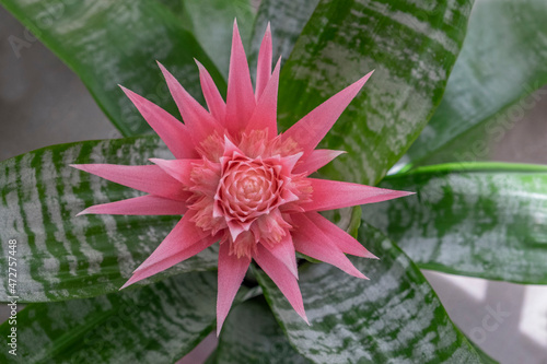 Urn plant, Living vase photo