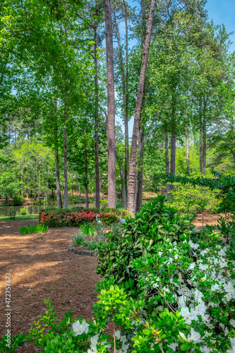 Fototapeta Naklejka Na Ścianę i Meble -  scenic garden, Pinehurst, North Carolina