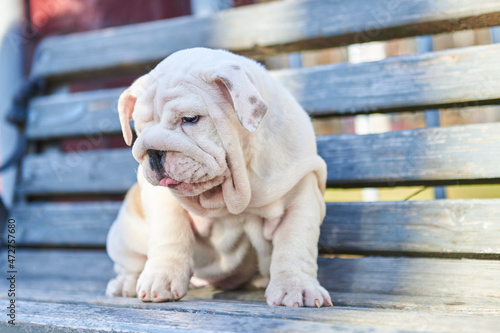 Little English Bulldog puppy sits on a bench in the park