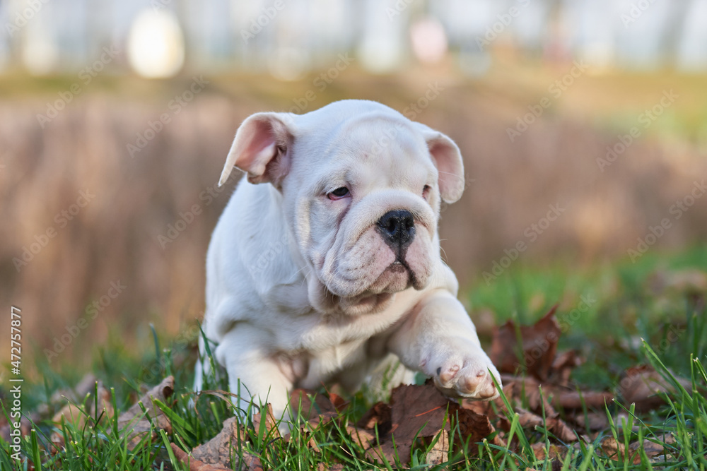 A small puppy of an English dog breed stands on the lawn in an autumn park