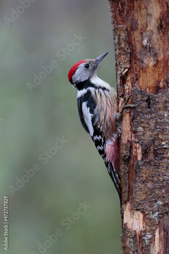 Middle spotted Woodpecker Dendrocopos medius climbing on dead trunk