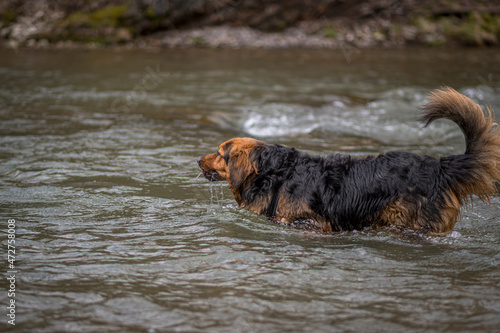 Large dog drinking from a river. Black and brown wet fur, waggy tail, fast running mountain stream and cold spring day. Selective focus on the animal, blurred background.
