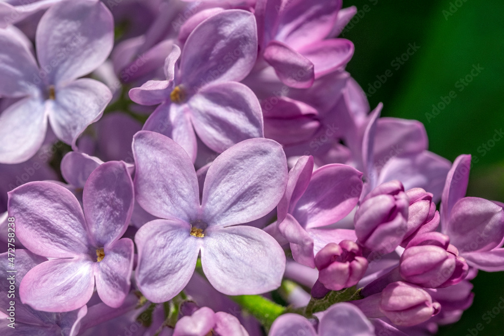 Lilac detail